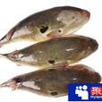 長臂囊頭鮋 長臂囊頭鮋