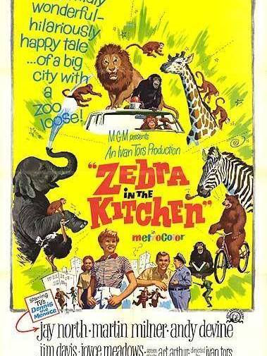 Zebra in the Kitchen