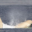 白化虎鯨