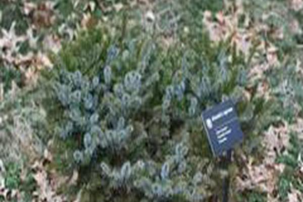 Picea bicolor \x27Howell\x27s Dwarf\x27