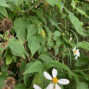 Alloispermum caracasanum