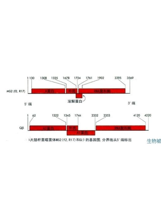Qβ噬菌體 Qβ噬菌體