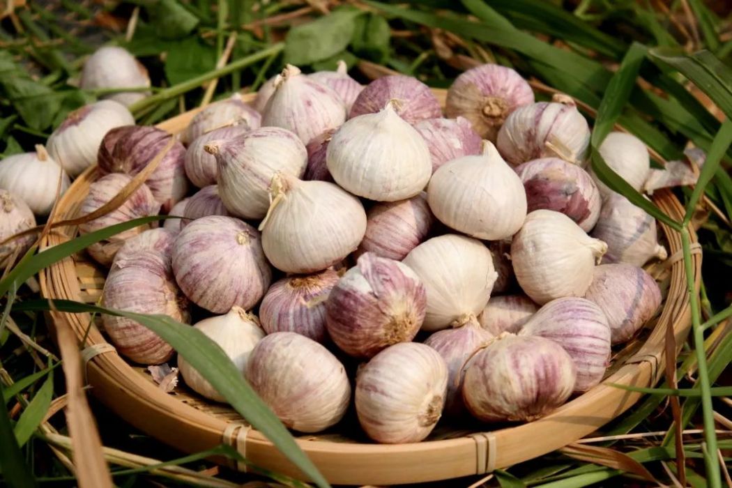 溫江大蒜 溫江大蒜