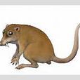Cronopio dentiacutus Cronopio dentiacutus