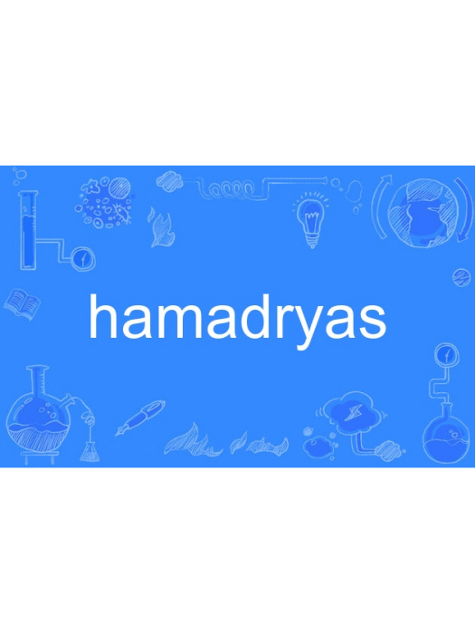hamadryas hamadryas