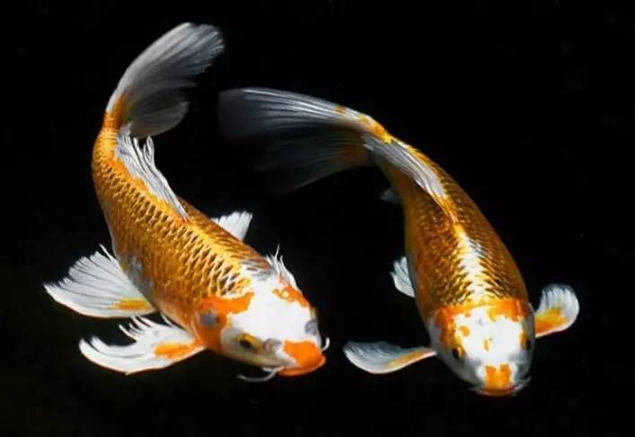 黑色珍燈魚 黑色珍燈魚
