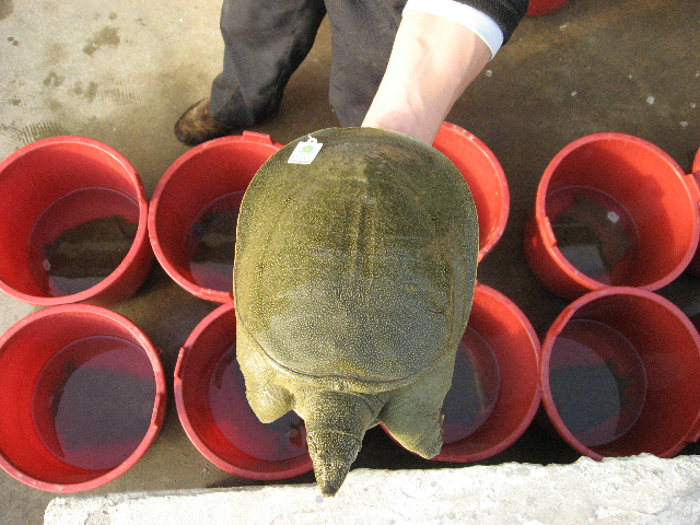 白雲湖甲魚