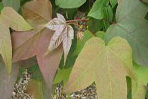 Liquidambar acalycina Liquidambar acalycina