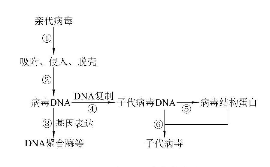 雙鏈DNA病毒的複製