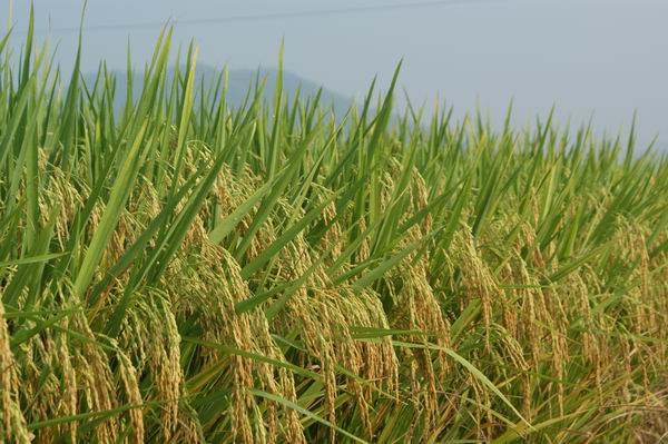 農作物水稻