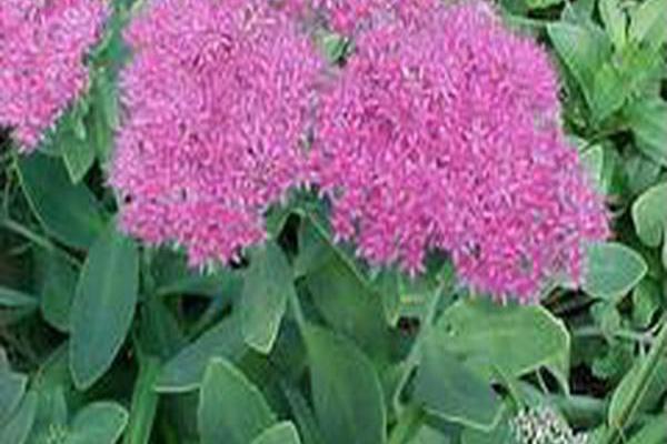 Hylotelephium spectabile \x27Ruby Jewel\x27 Hylotelephium spectabile \x27Ruby Jewel\x27