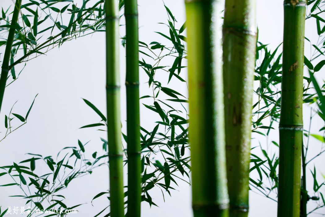 萬栩竹 萬栩竹