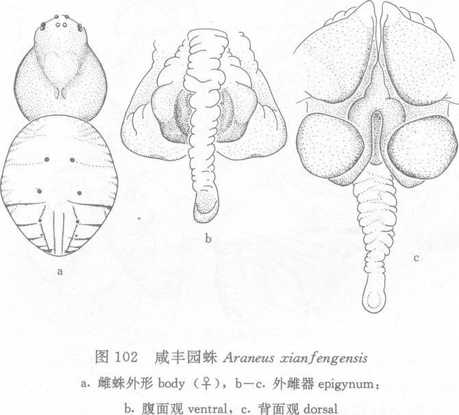 鹹豐園蛛 鹹豐園蛛
