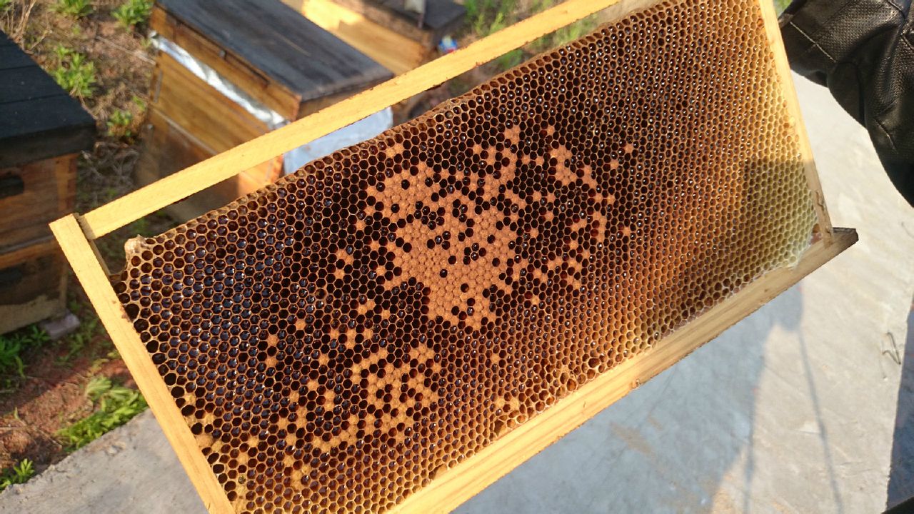 蜂蜜(蜜蜂釀製的蜜)