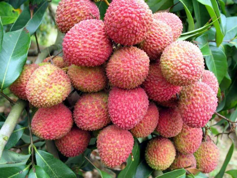 蒼南荔枝 蒼南荔枝
