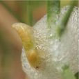 柳沫蟬 柳沫蟬