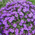 藍庭芥 藍庭芥