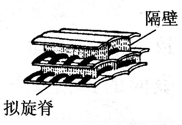 擬旋脊 擬旋脊