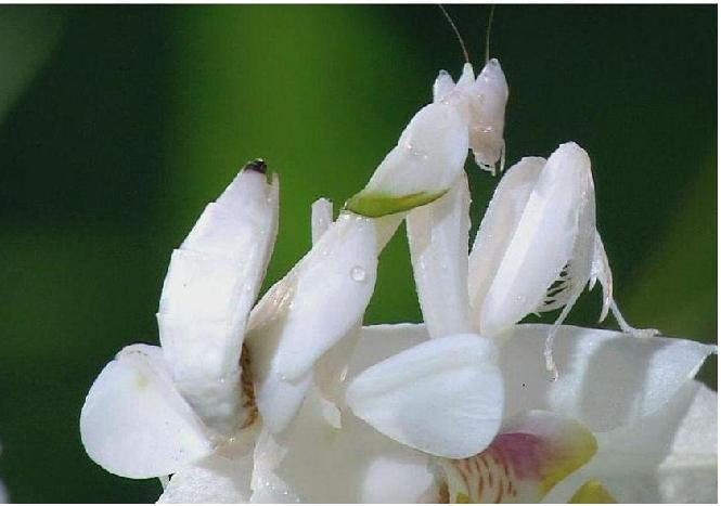 蘭花螳螂