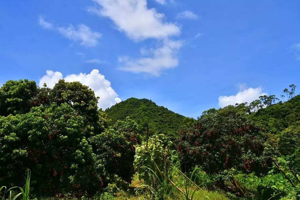 灣山果園 灣山果園