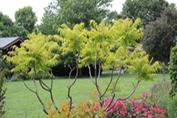 Rhus typhina \x27Bailtiger\x27 TIGER EYES