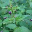 荊芥葉蕕 荊芥葉蕕