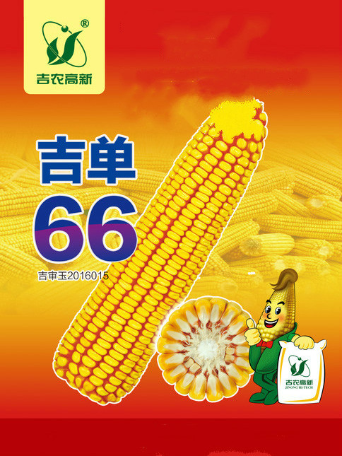 吉單66(禾本科玉蜀黍屬植物) 吉單66(禾本科玉蜀黍屬植物)