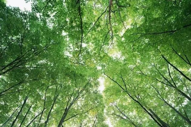 山林節 山林節