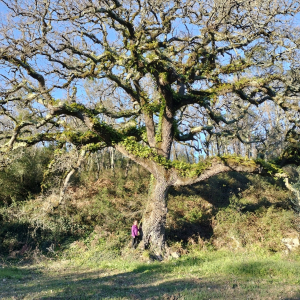 Quercus faginea
