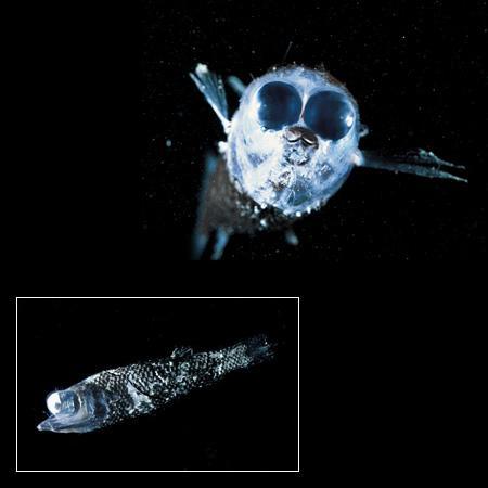 望遠冬肛魚 望遠冬肛魚
