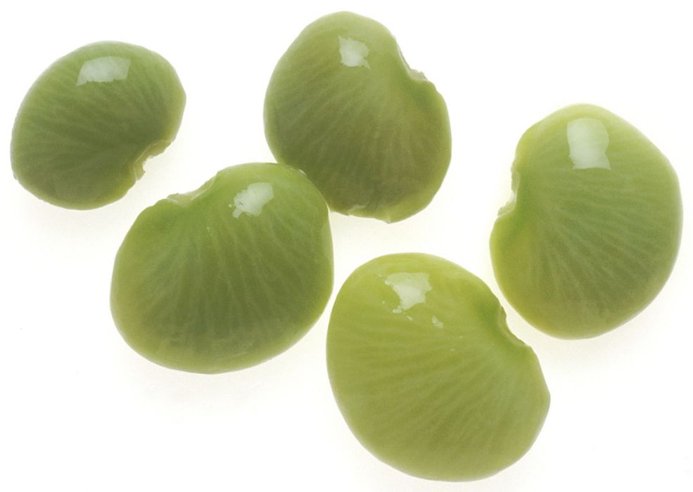 金甲豆(中藥材)