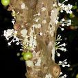 優曇婆羅花(婆羅花)