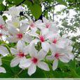 油桐花(植物物種油桐屬) 油桐花(植物物種油桐屬)