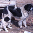 哈薩克牧羊犬(哈薩克狗)