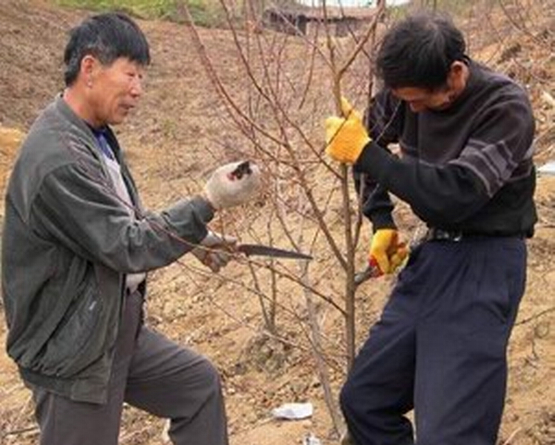 宋文華（左）指導修剪果木
