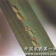 麥水蠅 麥水蠅