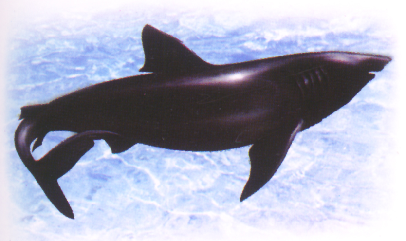 姥鯊(圖5)