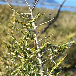 Aspalathus acuminata