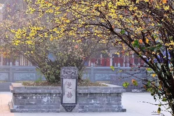 章台古梅 章台古梅