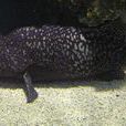 象山石斑魚
