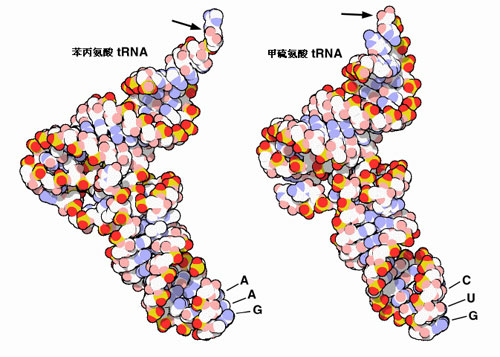 轉運RNA(轉移核糖核酸)