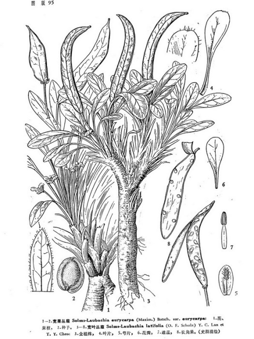 寬葉叢菔(短柄叢菔) 寬葉叢菔(短柄叢菔)