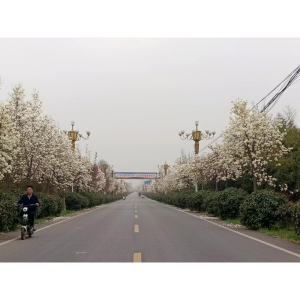 郟縣(河南郟縣)