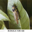 黃星蝗 黃星蝗