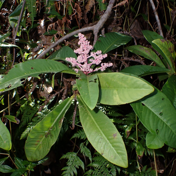 Tapeinosperma wagapense