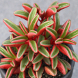 紅背椒草 紅背椒草