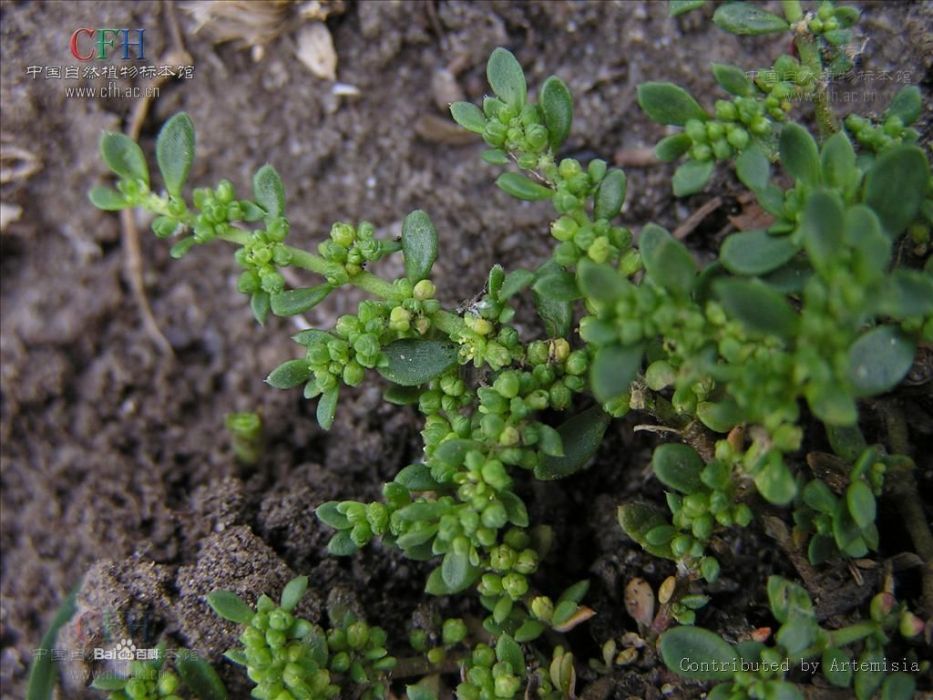 治疝草 治疝草