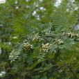 纖細花楸 纖細花楸