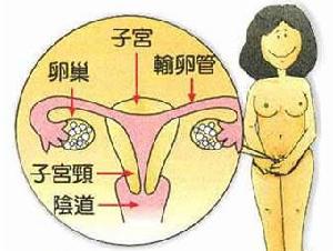 女性輸卵管結構圖