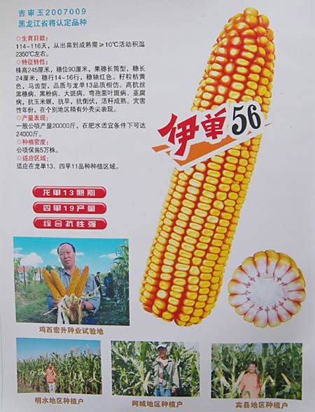 伊單56號 伊單56號